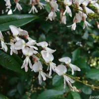 Brachypterum scandens (Roxb.) Miq.